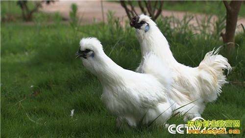 [�¸���]����̩����������ֳ̩���ڼ�����ǧ��Ԫ