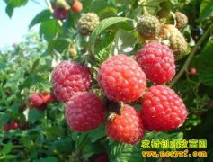 ���ڸ����Ӷ���Ǯһ�2016��7��21�ո����Ӽ۸�����