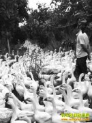 ɽ��������ƽ�������׶� ǧĶ�ֵ�����100��Ԫ