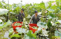 �����ϲ���̫�����ɹ��� ��ֲ̫����ǰ����