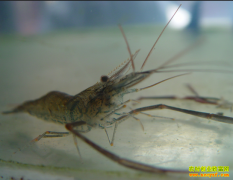 [ÿ��ũ��]����Ϻ׬Ǯ����̬����Ϻ ���з������æ