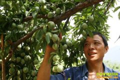 [ÿ��ũ��]��ֲ��ɽ�����׬Ǯ����û�조������Ե�γ���