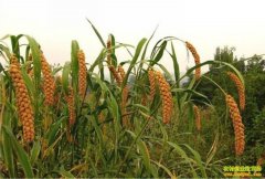 ����ɽ��������ǰ������ ������׬Ǯ��