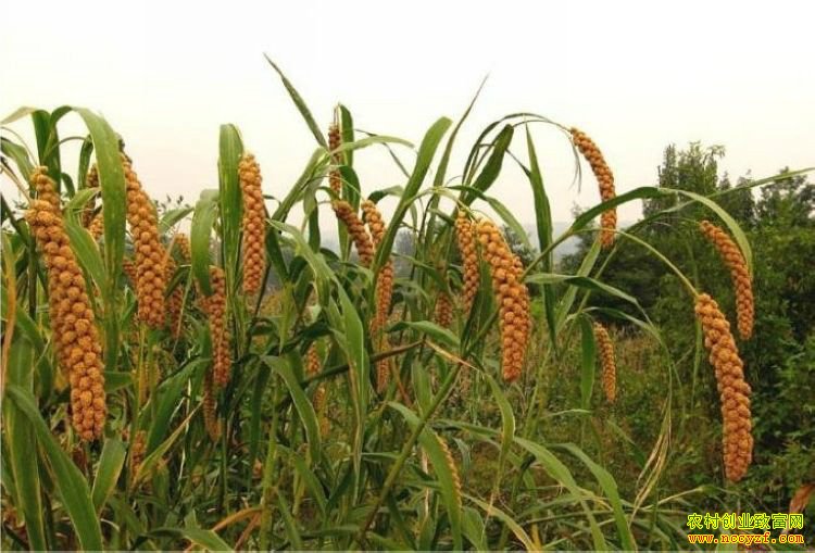 ����ɽ��������ǰ������ ������׬Ǯ��