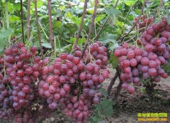 ���Ѽ۸��������Ʒ���:�������Ѽ۸�Ԥ�ƴ��µ�