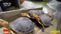 [�Ƽ�Է]�������������˳�������ֳ��Ե�տǹ�