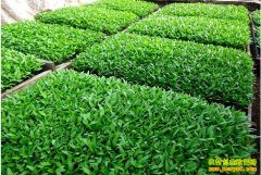 �ӱ�����������ֲ����׬Ǯ���¸�