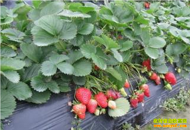 �����ݮ������ֲ��������