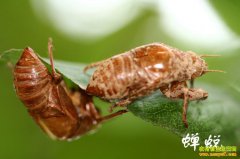 ���ɶ���Ǯһ�2017��3��31�ղ��ɼ۸�����Ԥ��