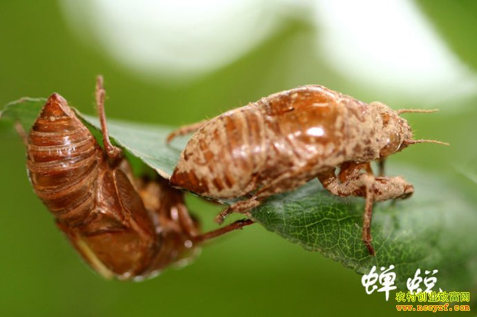 ��ҩ�Ĳ���ͼƬ