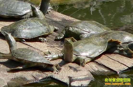 ɽ����Ұ��������������𡰼�����ֳ�塱��׬800��