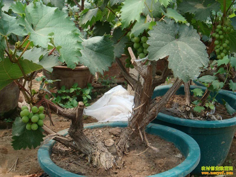 ɽ����ƽ����ǿ��ֲ�����辰ÿ������65��70Ԫ