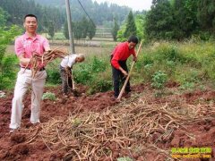 ��ֲ��ɳ��׬Ǯ��2016�걱ɳ�μ۸�����Ԥ��