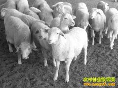 ���Ԥ����Ⱥ����