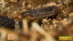 [ÿ��ũ��]�̽���,������ɹ��������׬Ǯ