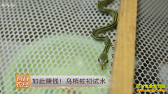 [ÿ��ũ��]����׬Ǯ!�����߳���ˮ