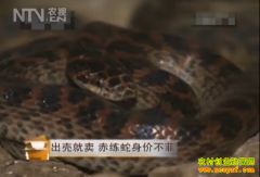 [ÿ��ũ��]���Ǿ��� ���������۲���