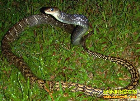 ԭ���������׬Ǯ�������¸�����������