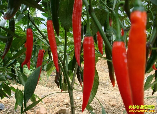 �Ĵ��˱����������紴ҵ��������ũ�¸�