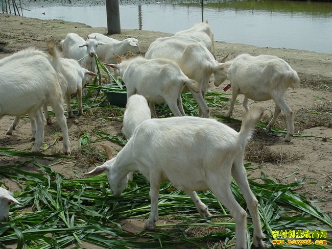 �������ҷ������괴ҵ��̬������¸�