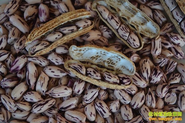 ɽ����������ƽ�߲ʻ�����ֲ�¸���