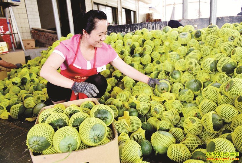 �ӱ����֣���ֲ������ϳ�ũ���¸�����Ŀ