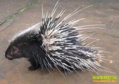 �㶫��Ϫ80���ѧ���ξ���������ÿֻ����1000Ԫ