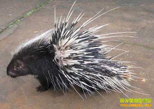 �㶫��Ϫ80���ѧ���ξ���������ÿֻ����1000Ԫ