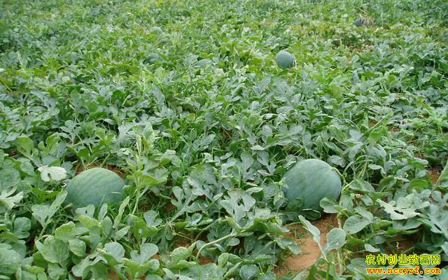 �������ݻư�����ֲ���������� һ������������