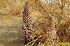 �½���ĩ����֪�ֻ�Į��ֲ����������ɴ�600��Ԫ