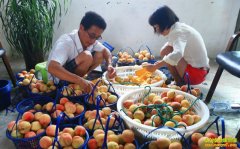 �㽭��ɽ�ֽ����÷���ֲ��֭�� ���Ӽ۸��һ��