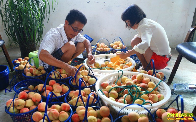 �㽭��ɽ�ֽ����÷���ֲ��֭�� ���Ӽ۸��һ��