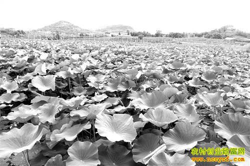 ����ϴ���������ֲˮ���������ֵ160��Ԫ