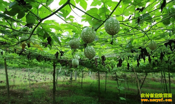 ����������������ֲ���ϲ�ֵ��4000��Ԫ