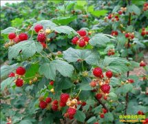 ��������ľ˹����ֲ����ݮ��׬ǮÿĶ����5000Ԫ