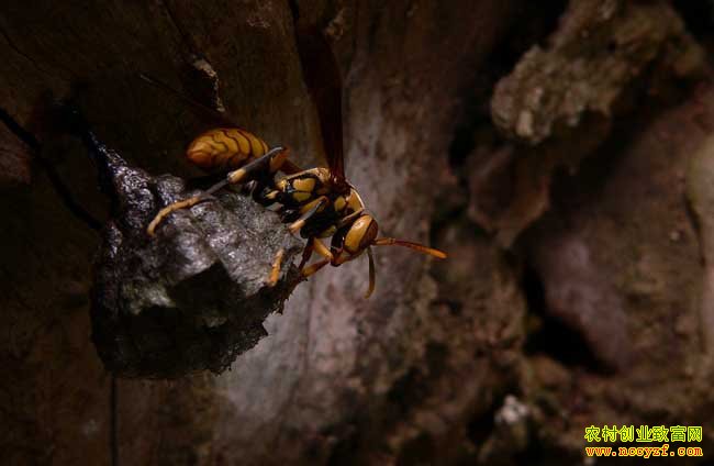 �Ĵ��²���׷������������䴴ҵ�¸�