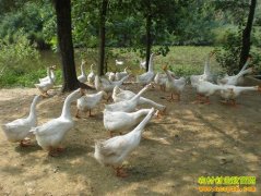 ����ǭ��ף������ֳ500ֻ�׶���׬6���