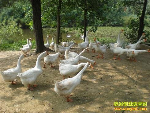 ����ǭ��ף������ֳ500ֻ�׶���׬6���