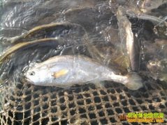 �㽭����Ѧ�ɲ���ֳ����㴴ҵ�¸�