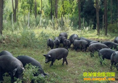 ���������׸���������̬��һ��һͷ׬2000Ԫ