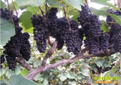 ����®����������ľ�־��ֲ��������200��Ԫ