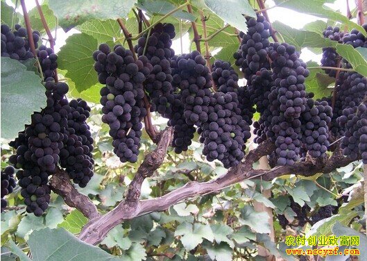 ����®����������ľ�־��ֲ��������200��Ԫ