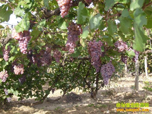 �Ĵ���������ƽ�����丸�Ӵ�������������