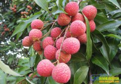 ���ϳ�������͢����ֲ�޺���֦ÿ��۸�98Ԫ