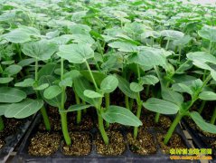 ������������ �������缼��Ҫ��