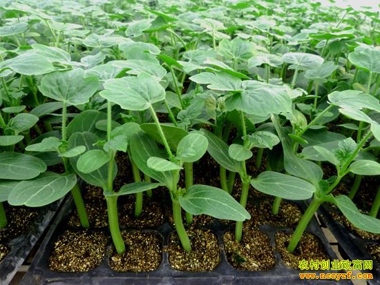 ������������ �������缼��Ҫ��