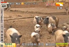 �¸��ð��������Ѿ������������� һ������һ����