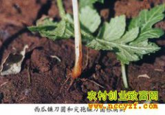 ���ϸ����������զ�죿