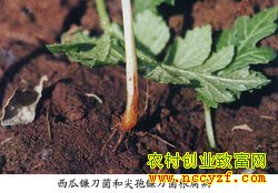 ���ϸ����������զ�죿