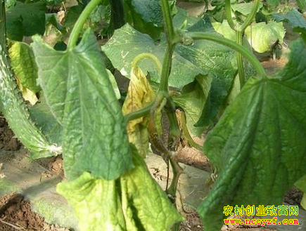 黄瓜蔓枯病如何防治?
